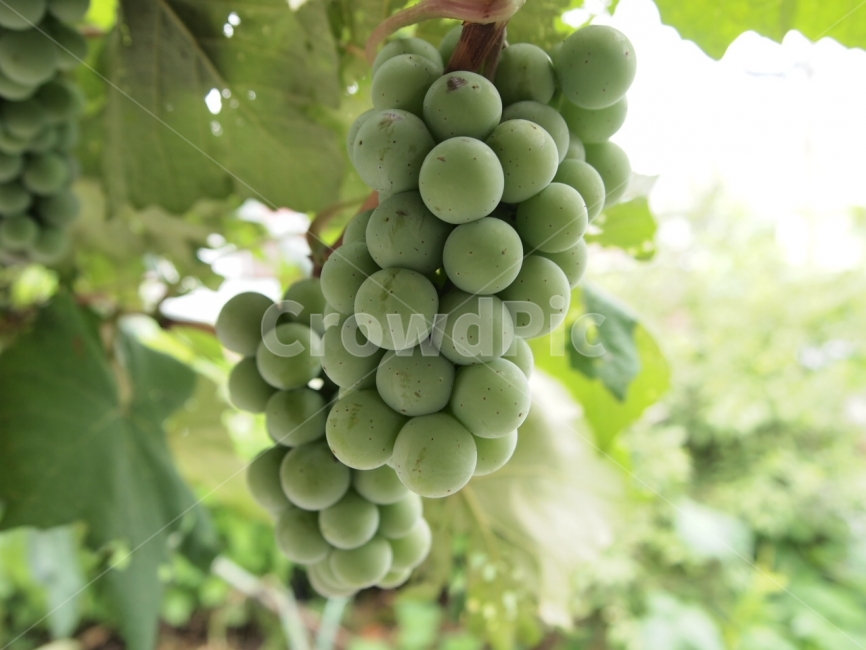 청포도,포도,과일,수확,열매,식물,자연,plants,nature,과일,열매,fruit