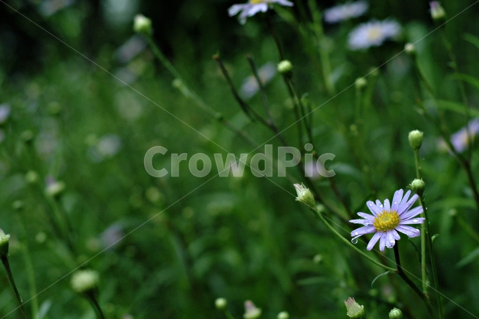 꽃,들국화,자연풍경,가을,자연,풍경,flower,감성사진,식물,자연,plants,nature,꽃,flower