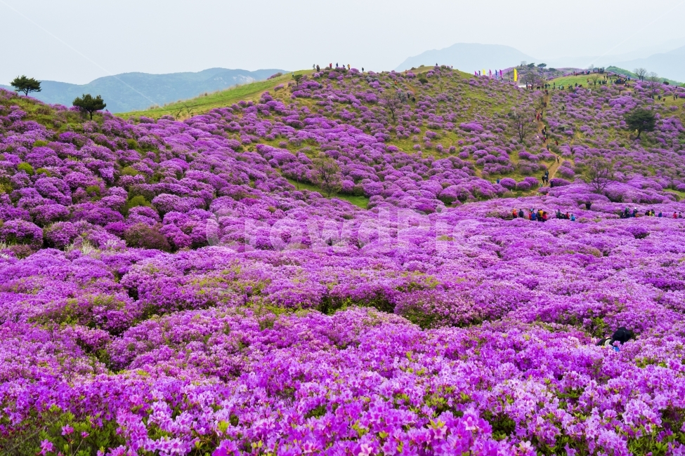 봄,여행,철쭉,황매산,산행,봄,계절,spring,season,자연,풍경,nature,landscape,한국자연풍경,한국자연경관,korea nature landscape,식물,plants,꽃,flower