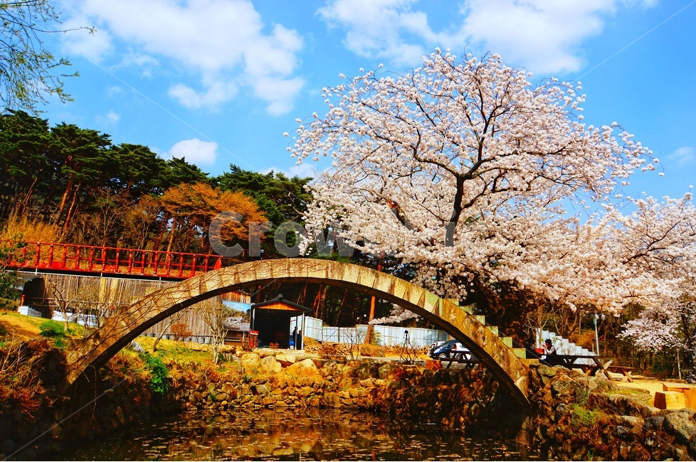 벚꽃,풍경,자연,하늘,구름,Sky,나무,꽃,연못,다리,봄,계절,spring,season,자연,풍경,nature,landscape,plant,식물,bridge,building,건물,blossom,flower