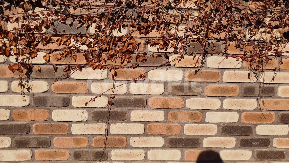 벽돌,brick,벽,wall,식물,담벼락,담장