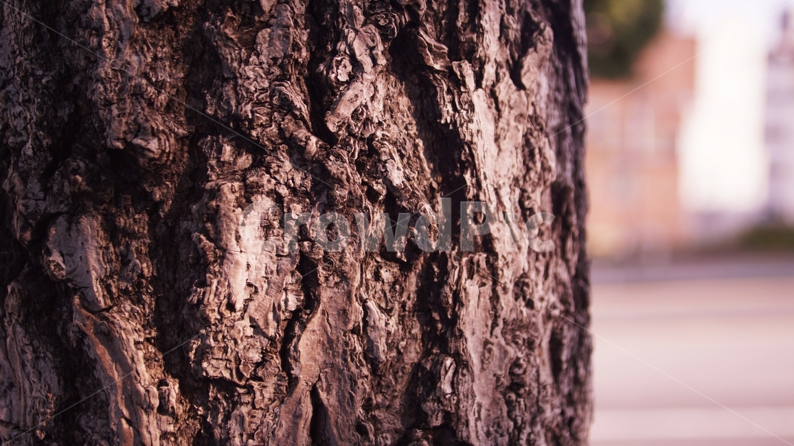 나무,오브제,질감,확대,단단함,sony,a57,zoom,식물,자연,plants,nature,나무,trees,wood,감성,sensible,feeling