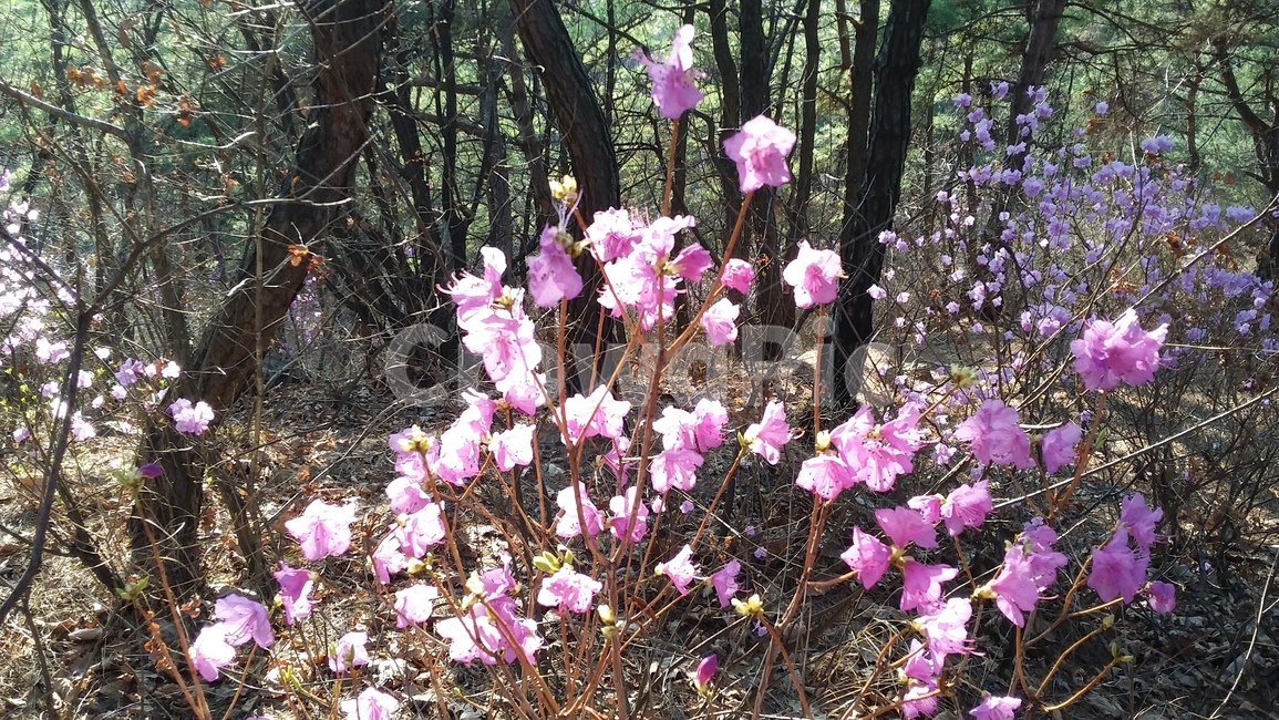 진달래꽃,동네뒷산,진달래,봄꽃,연분홍진달래,식물,자연,plants,nature,꽃,flower