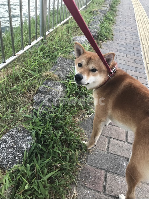 산책,강아지,개,시바,시바견,시바견산책,동물,animal,포유류,mammal,개,강아지,dog,doggy