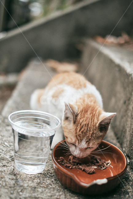 고양이,길고양이,반려동물,cat,동물,cats,animal,동물,animal,포유류,mammal,고양이,cat,kitten,kitty