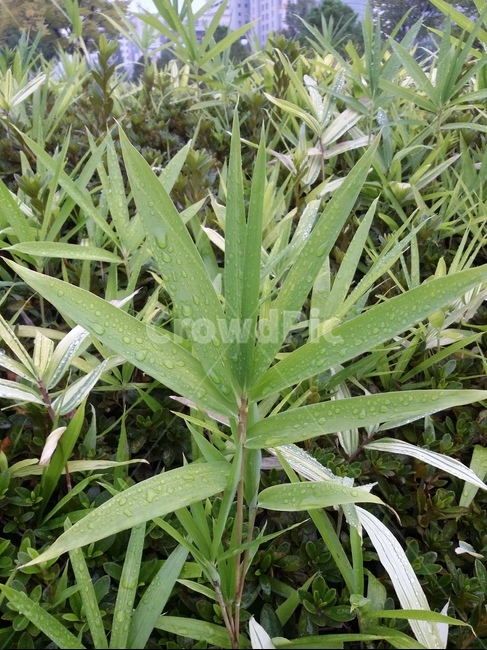 plant,식물,자연,잎,leaf,식물,자연,plants,nature