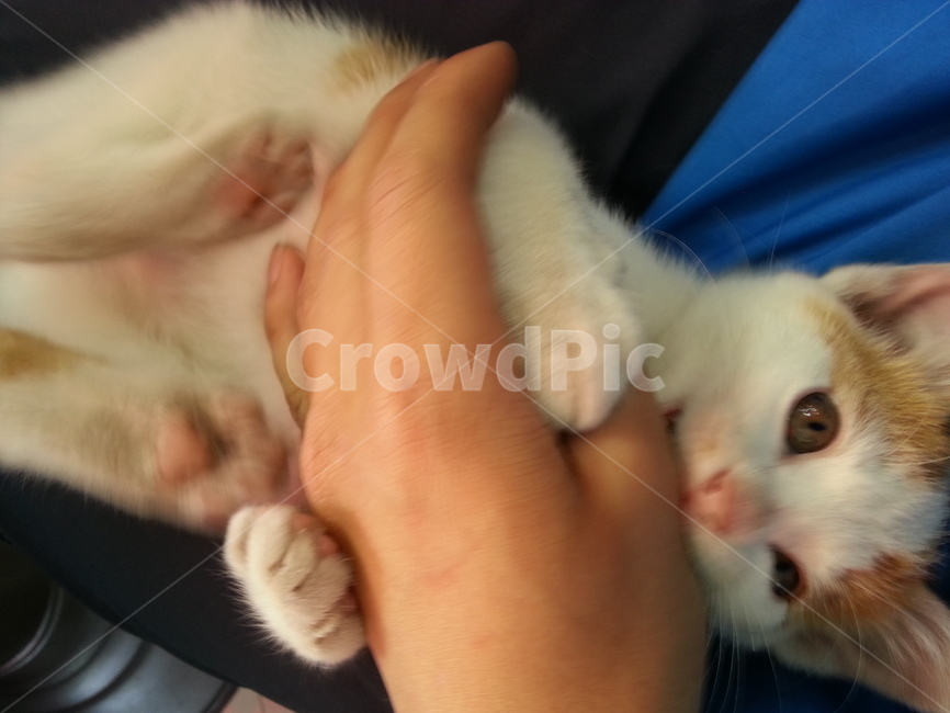 고양이,동물,애완,애견,발바닥,고양이,cat,kitten,kitty