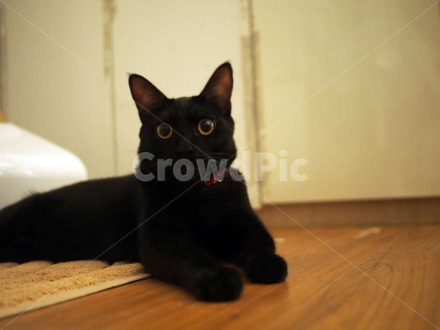 고양이,검은고양이,반려동물,애완동물,pet,cat,노란눈,동물,animal,포유류,mammal,고양이,cat,kitten,kitty
