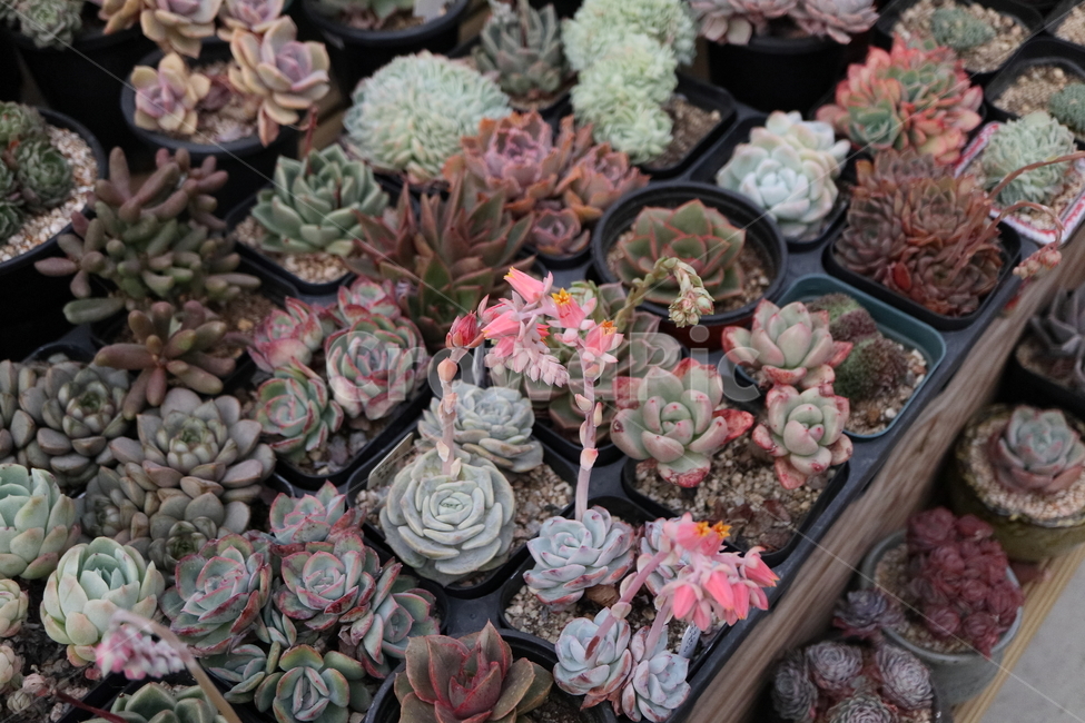 plant,식물,blossom,flower,꽃,블루미니마,미니마,다육,blueminima,echeveria,crassulaceae,돌나물과,로제트,rosette