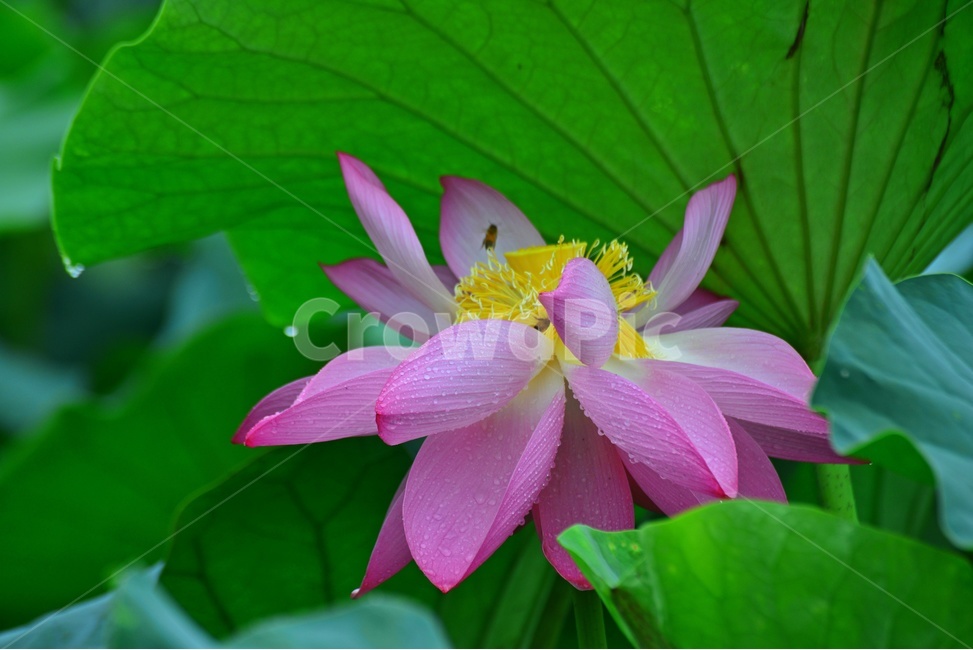 plant,식물,leaf,잎,blossom,flower,꽃,수련,홍연,연꽃,연잎