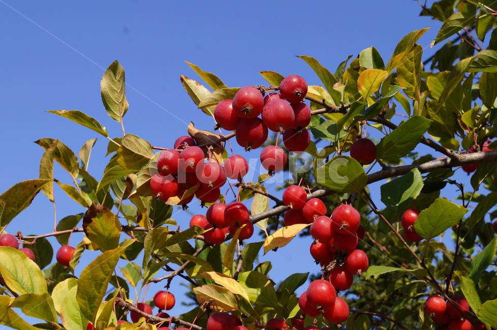 산사과,꽃사과,사과,식물,열매,과일,과수,식물,자연,plants,nature,과일,열매,fruit