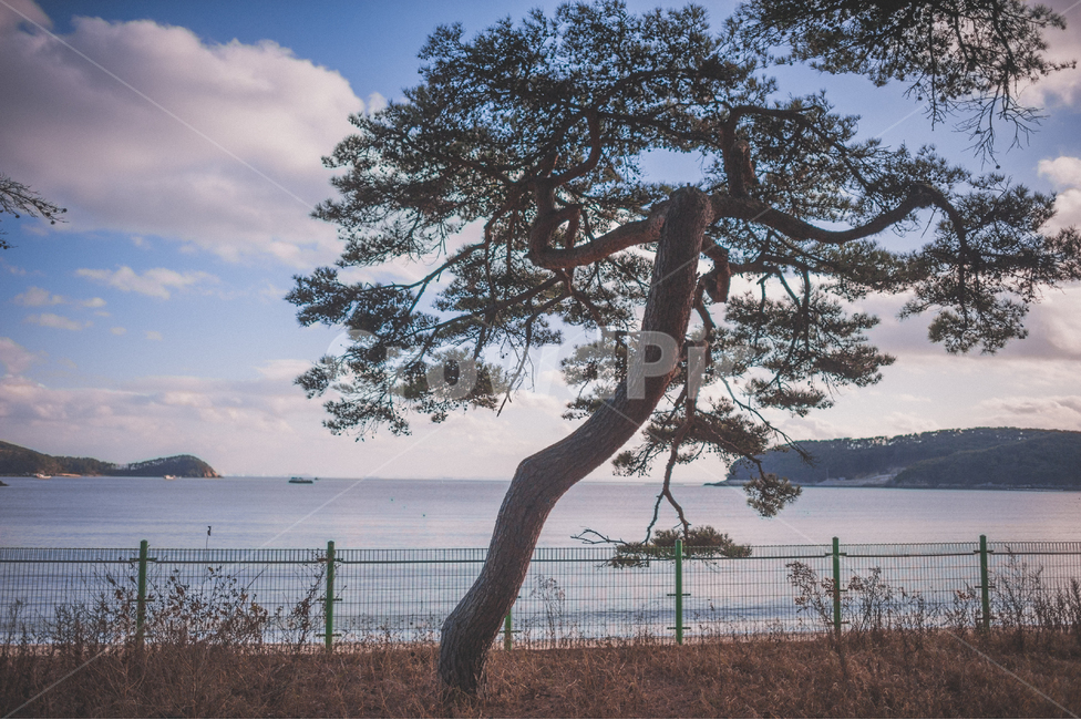 소나무,나무,숲,소나무숲,그림자,풍경,자연,식물,대한민국,인천,가을,pinetree,pineforest,autumn,wood,자연,풍경,nature,landscape,tree,plant,tree trunk,나무 줄기