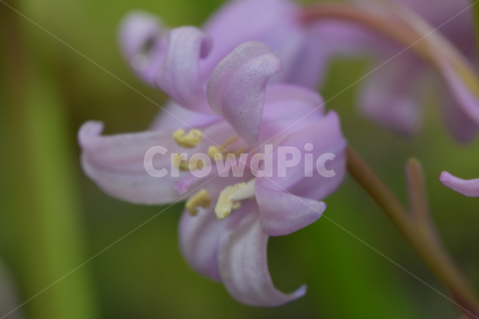 식물,봄,자연,꽃,야생화,식물,자연,plants,nature,꽃,flower