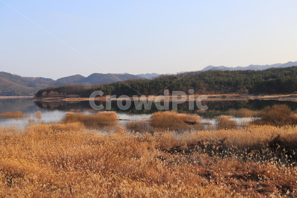 겨울,갈대,오후,감성,풍경,가을,계절,fall,autumn,season,자연,풍경,nature,landscape,outdoors,옥외,land,땅,water,물,swamp,늪,marsh,습지,bog,변소