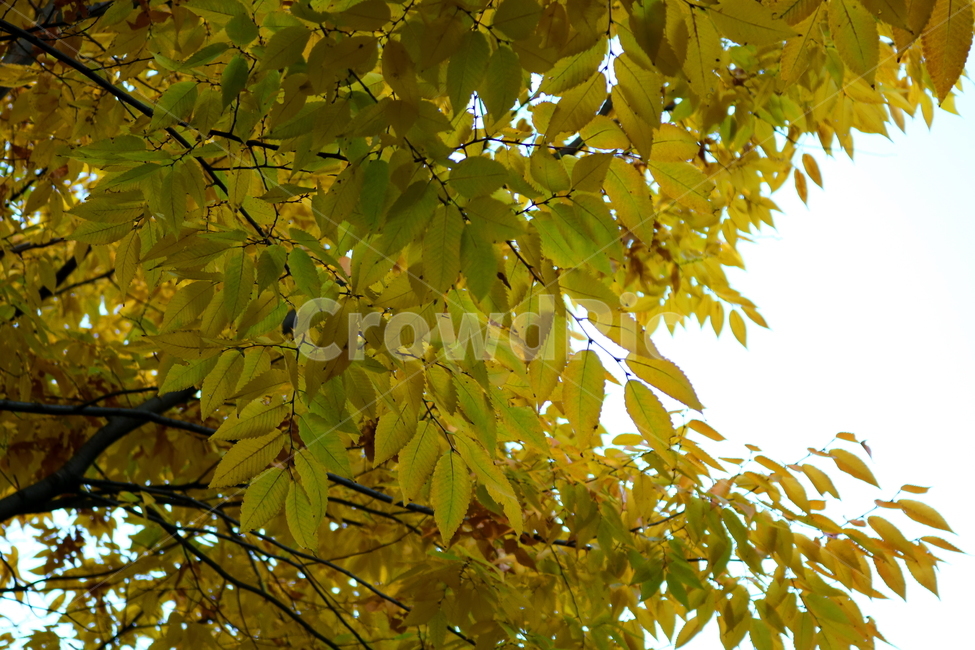 단풍,나무,단풍나무,느티나무,가을,자연,풍경,가을,계절,fall,autumn,season,식물,자연,plants,nature,plant,leaf,잎