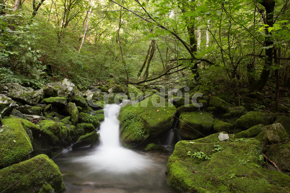 이끼계곡,계곡,이끼,폭포,여름철,여름계곡,여름,계절,summer,season,자연,풍경,nature,landscape,한국자연풍경,한국자연경관,korea nature landscape,water,물,outdoors,옥외,river,강