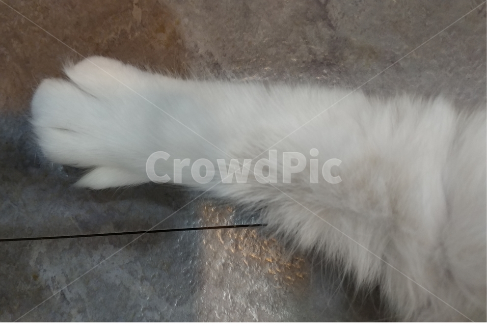 동물,고양이,반려묘,고양이발,cat,애완동물