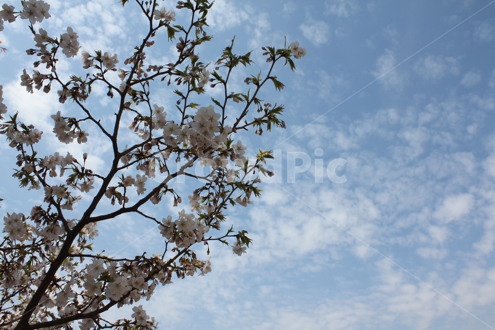 봄,봄꽃,벚꽃,자연,식물,꽃나무,봄,계절,spring,season,식물,자연,plants,nature,꽃,flower,plant