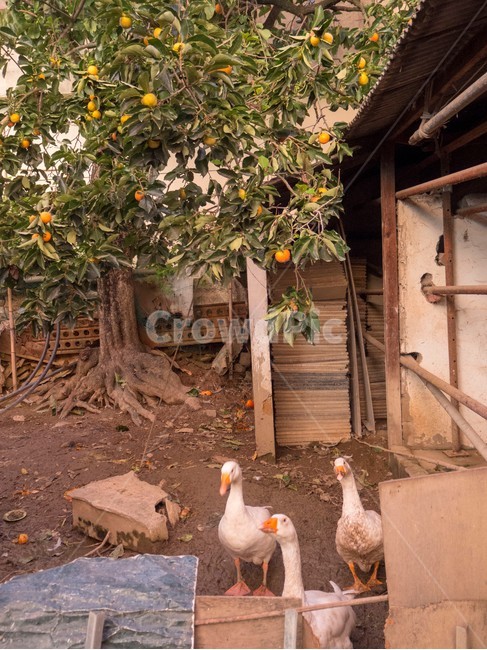 시골,country,goose,거위,마당거위,감나무,동물,animal,조류,새,birds