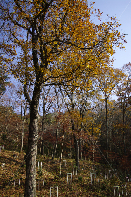 겨울,나무,식물,plant,숲,가을,계절,fall,autumn,season,자연,풍경,nature,landscape,tree,tree trunk,나무 줄기