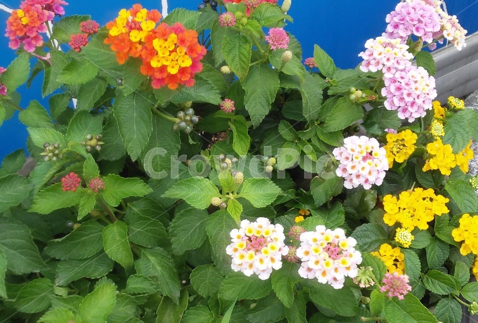 란타나,lantana,마편초과,노란색꽃,오렌지색꽃,분홍색꽃,관목,식물,식물,자연,plants,nature,꽃,flower