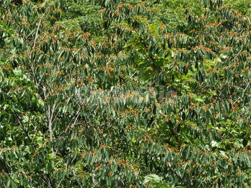 망개나무,갈매나뭇과,희귀수,멸종위기야생식물,낙엽교목,나무,식물,자연,plants,nature