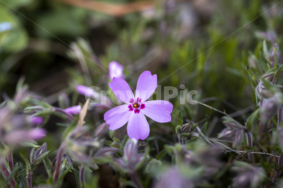 꽃잔디,분홍,분홍꽃,식물,plant,꽃,flower,관상용꽃