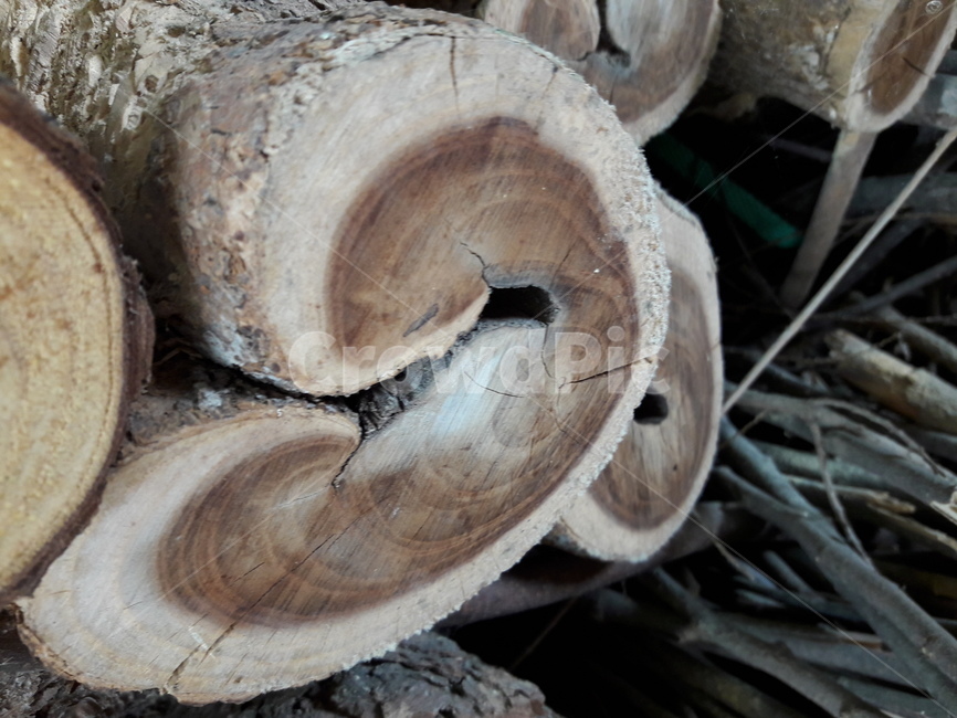 나무,wood,목제,나이테,우드
