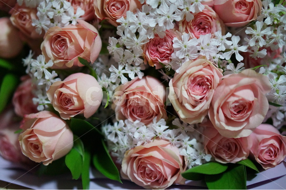 꽃다발,생일,핑크,축하,기념일,꽃,flower,기념일,축하,anniversary,congratulation,celebrate,celebration
