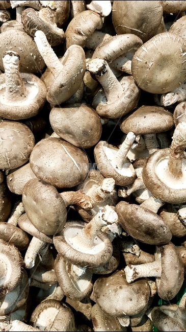 버섯,머쉬룸,느타리버섯,채소,느타리,버섯,mushroom,음식,식재료,요리,food,cook,meal,dishes,food reserves