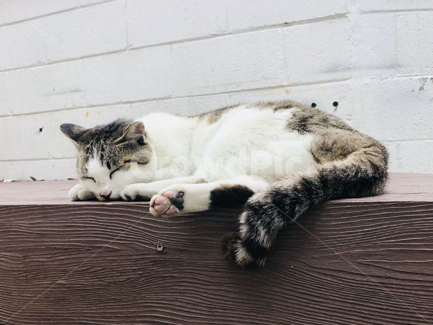 고양이,잠,낮잠,동네,꼬리,동물,animal,포유류,mammal,고양이,cat,kitten,kitty