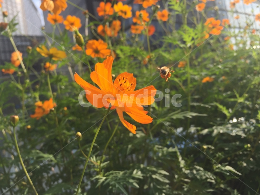 꽃,벌,꿀벌,꿀,꽃가루,봄,flower,bee,honey,spring,식물,자연,plants,nature,꽃,flower