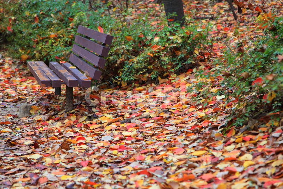 가을,단풍,풍경,늦가을,경치,낙엽,가을,계절,fall,autumn,season,bench,벤치,furniture,가구