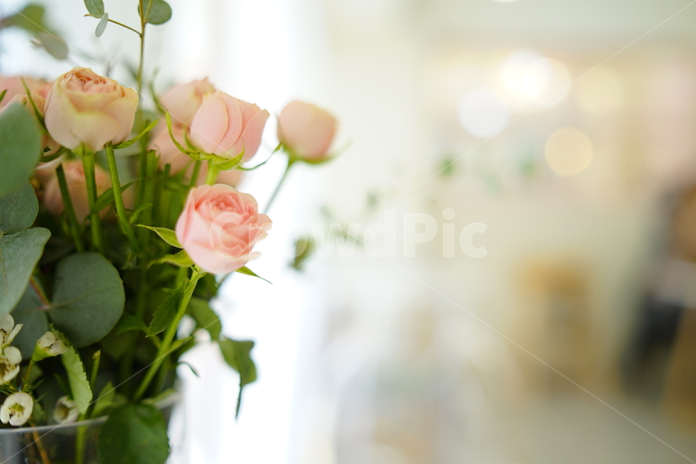 봄,카페,꽃,장미,휴식,힐링,풍경사진,감성사진,사물,장미꽃,오후,landscape,flower,흰색,white,식물,식물,자연,plants,nature,꽃,flower,실내용화초,화분,화초,house plant,감성,sensible,feeling