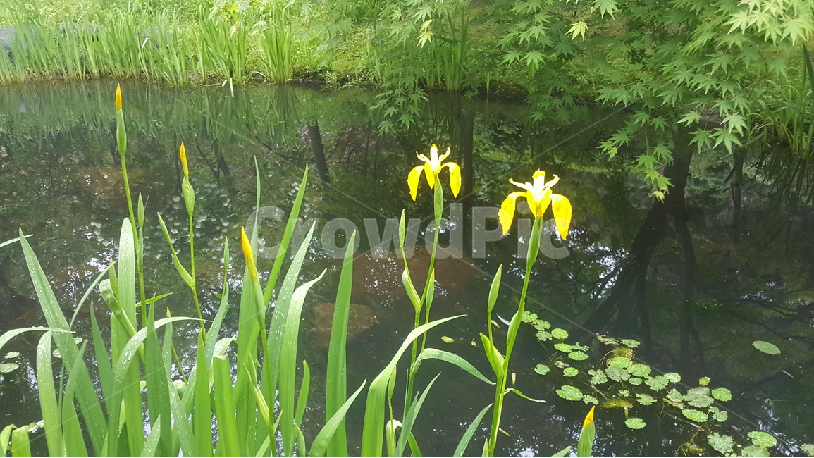 5월,푸르름,아름다움,남산,둘레길,식물,자연,plants,nature,꽃,flower