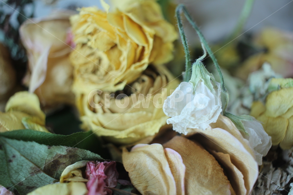 plant,식물,꽃,드라이플라워,장미,rose,flower,꽃다발,노란장미,yellowrose