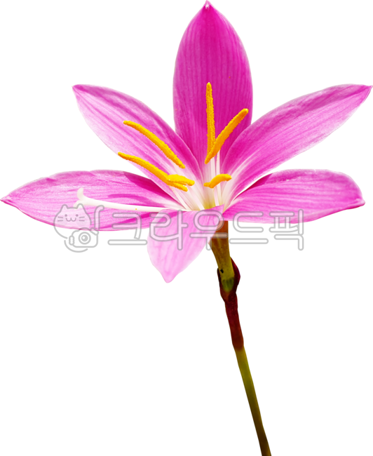 꽃,flower,큰꽃나도사프란,제피란테스,분홍,블로섬,개화,꽃잎,식물,자연,zephyranthesminuta,네이처,보라색,봄,뜰,꽃수술