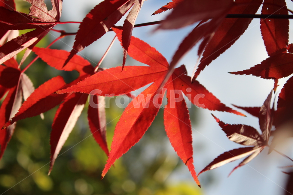 leaf,잎,tree,maple,단풍,가을,계절,fall,autumn,season,plant,식물,나무