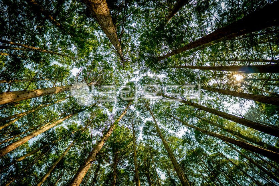 나무,식물,숲,울창한,숲속,산,자연,웅장한,plant,자연,풍경,nature,landscape