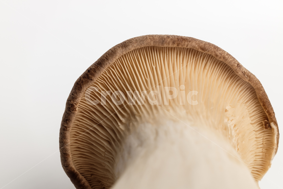 새송이버섯,버섯,음식,채소,채식,식용버섯,식용,날것,재료,식재료,음식재료,식품,식사,건강한,맛있는,부드러운,큰,균,야채,질감,비타민c,웰빙,육질,버섯갓,버섯기둥