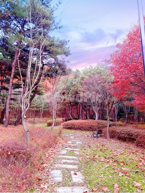 가을,가을풍경,나무,하늘,단풍,식물,plant,tree,감성사진,가을,계절,fall,autumn,season