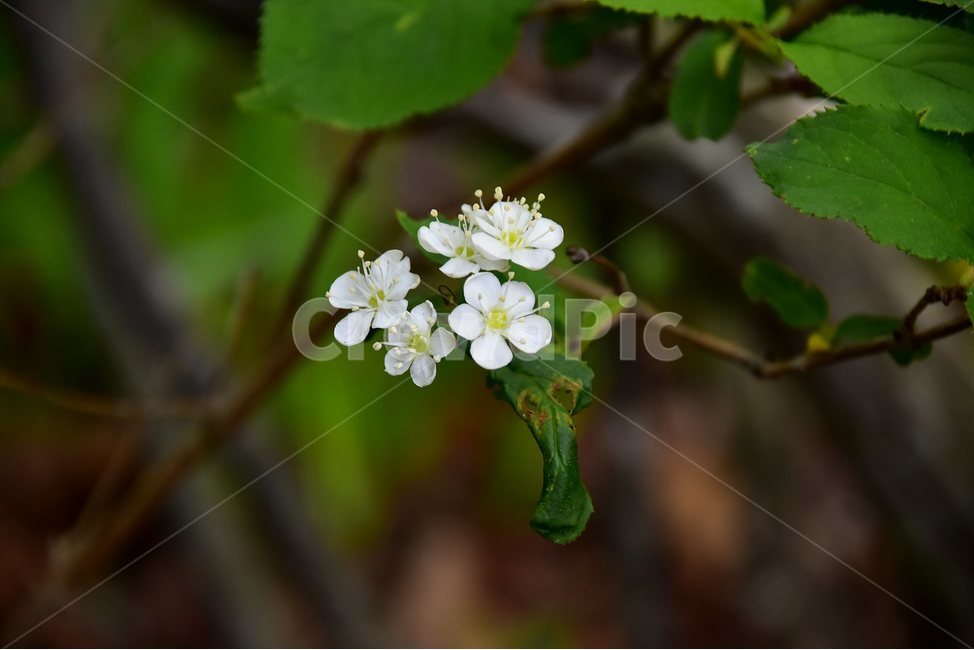 물참대,야생화,꽃,식물,자연,생태,플라워,flower,plants,nature,식물,자연,plants,nature,꽃,flower