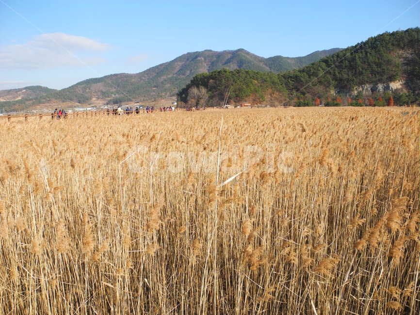 순천만,갈대,자연,풍경,바람