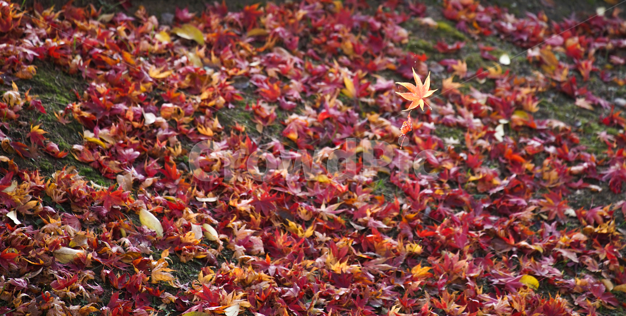 낙엽,가을,계절,단풍잎,잎,잎새,가을,계절,fall,autumn,season,leaf,plant,식물,tree,나무,maple leaf