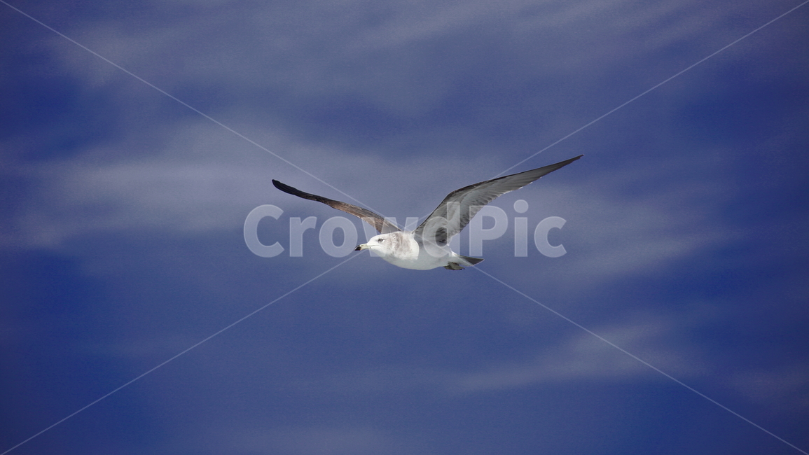 갈매기,바다새,대형조류,commongull,mewgull,동물,animal,조류,새,birds