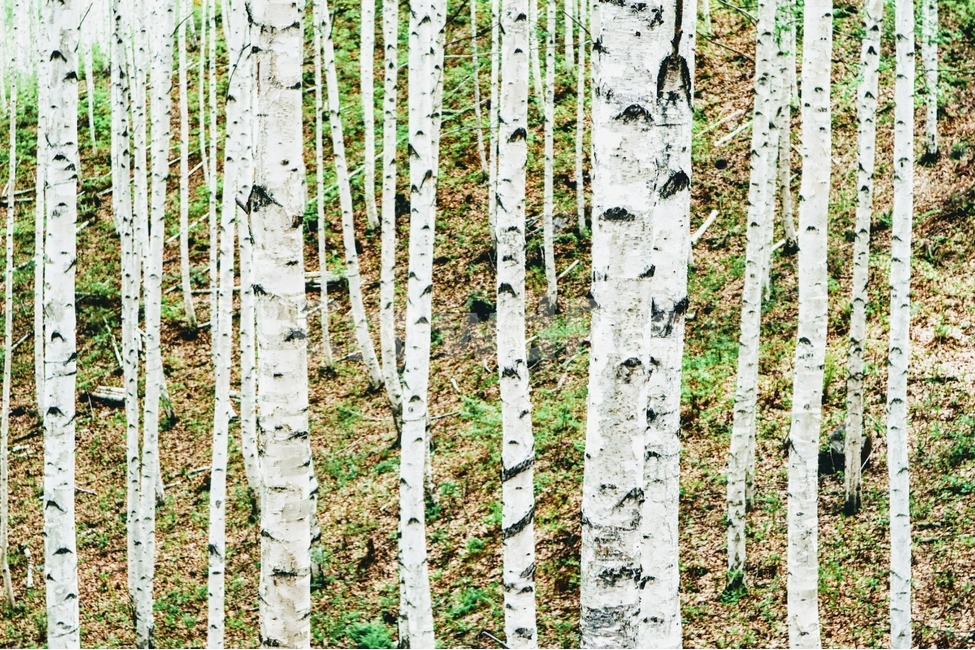 자작나무,봄,풍경,강원도,인제,자연,풍경,nature,landscape,식물,plants,나무,trees,wood,tree,plant