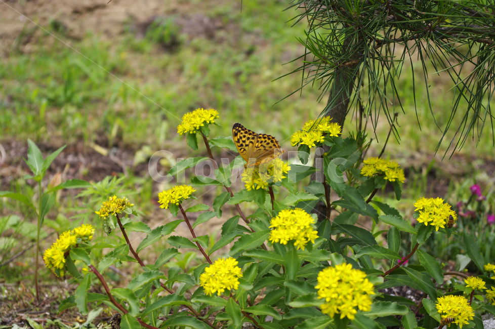 꽃,식물,flower,plant,나비,식물,자연,plants,nature,꽃,flower,동물,animal,곤충,벌레,insect,bug