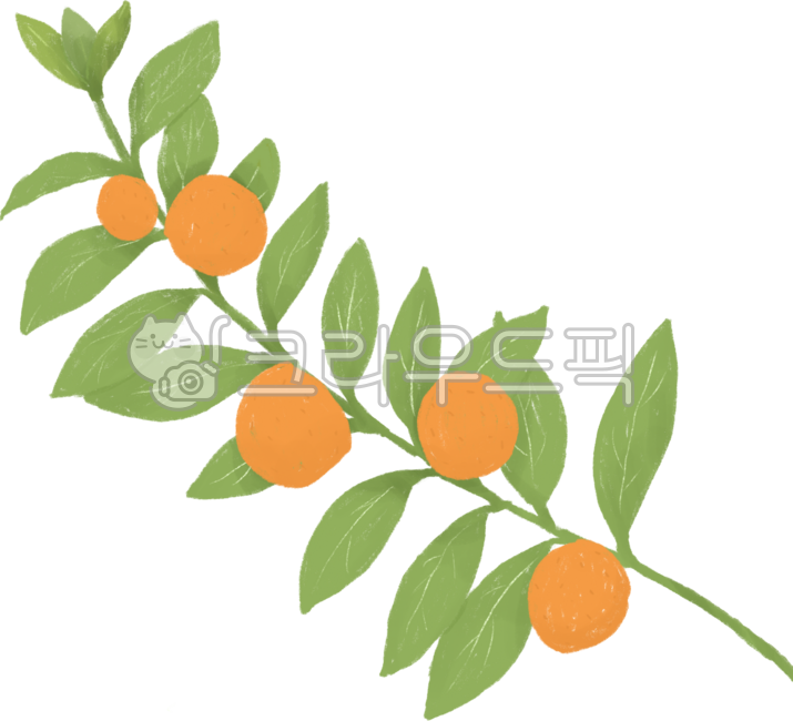 금귤,귤,귤나무,나뭇가지,열매,식물