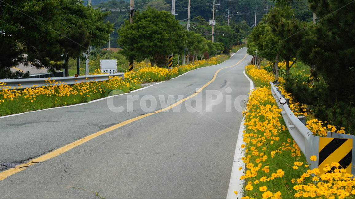 금계국,금계국꽃,꽃,꽃사진,식물,교통,교통수단,traffic,transportation,asphalt,아스팔트,road,도로