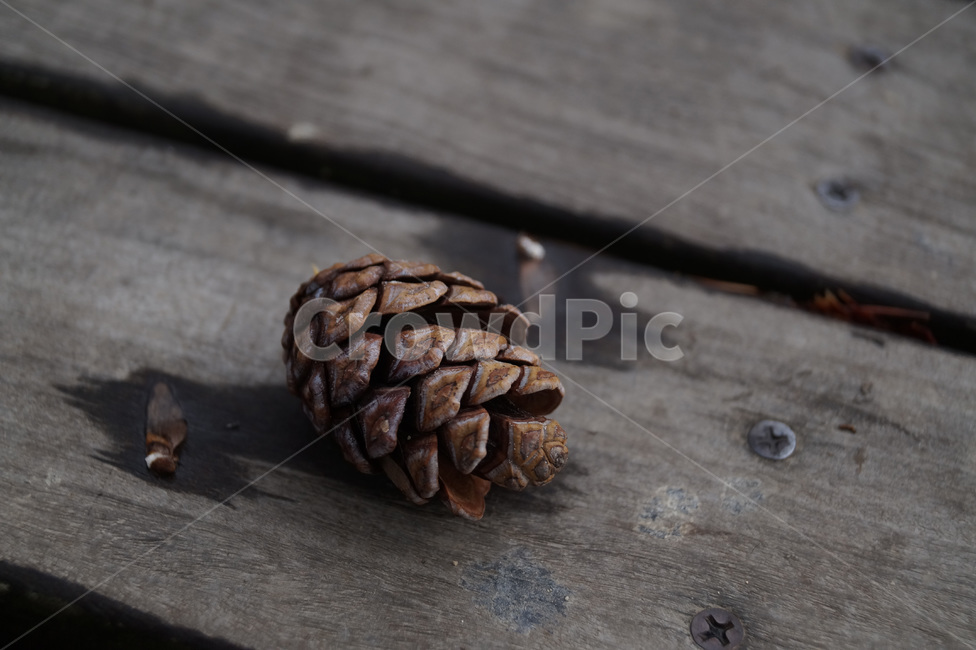 솔방울,식물,나무,배경,백그라운드,가을,계절,cone,strobile,가을,계절,fall,autumn,season,tree,plant